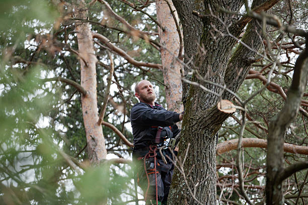  Brent, FL Tree Care Pros